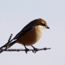 トリトローの野鳥撮影