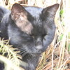 年の瀬の黒猫