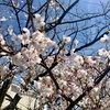 桜満開の新潟市です。夜も冷えなくなってきたのでアウトバックパピーを持って釣りに行ってきました。
