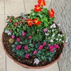 チューリップの花小さいなあ