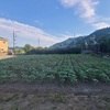 猛暑日・ひまわり🌻畑除草終了