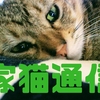 家猫通信（KDP）