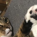 猫のいる生活