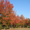 秋の於大公園２