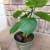 我が家の新しい　植物　ウンベラータ