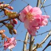 河津桜が咲きました