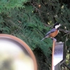 野鳥観察始めました。Vol.2