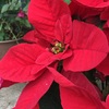 ポインセチアの花