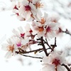 アーモンドの花の写真（画像）