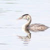 今朝の瓢湖