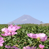 富士山麓