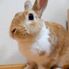 可愛いだけじゃなく面白いのがうさぎの魅力！！