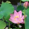 「大賀ハス」」、花びら散り「蜂巣（はちす）」に…。