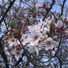 追憶の、黄・黒縦縞・袖青一本輪。　～2022年 桜花賞　回顧