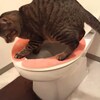 できる！水洗トイレ入門とベストプラクティス！〜うちの猫がこんなに自然に水洗トイレで用を足すわけがない！〜