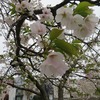 鳥取の桜