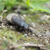 クワガタのメスに似た虫とクワガタやカブトムシに似た虫をまとめて紹介