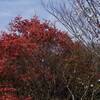 千葉市「花島公園」の秋　ハゼと冬桜