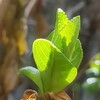 紫陽花の新芽