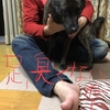 第150回甲斐犬愛護会展覧会とドッグショー不参加した件〜ｽﾞｶﾞﾋﾞ━━Σ(llﾟ艸ﾟll)━━━ﾝ!!