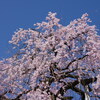 慶恩寺のしだれ桜（速報）