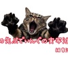 猫ちゃんと私🐈×🍮(⚠️実写注意)
