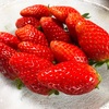 真っ赤ないちご🍓