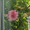 バラが開花しました