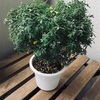21年植替え Day9 アデニウム、エニシダ