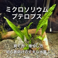 ミクロソリウム トライデントの育て方 活着 株分け 苔対策を紹介 たなごgo
