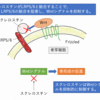 イベニティ皮下注の特徴・作用機序・副作用〜添付文書を読み解く【骨形成促進・骨吸収抑制を併せ持つ抗スクレロスチン抗体】