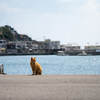 隣市南離島のねこさん