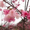 はや桜まつり