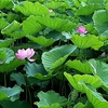 上野の山を散歩　夏至偏