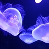 オンライン・サイエンスカフェ「海の生きものの大切さ〜ラッコと海牛類から学ぶ〜」（菊池夢美、京大野生研・マナティー研究所）のこと