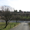 習志野　梅林園　その十五