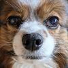 【体験談】犬が片目を細める原因は？1日で改善した目の治療記録と点眼のコツ
