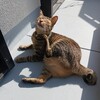 男性のバスガイド