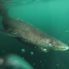 【深海の長寿者】ニシオンデンザメの謎に包まれた生態