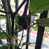 家庭菜園2年目の経過。キノコ発生。バジルといんげんが追加されました。