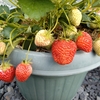 いちご、じゃがいも初収穫②／今後の植え付け／なす、きゅうり漬け