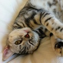 猫と食欲