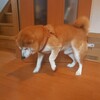 柴犬、ケイくん、その後。