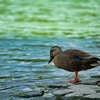 【動物】川越水上公園　水辺で休んでいたカモ　TAMRON SP 70-200mm F2.8(A025)で撮影