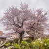 今年の桜・MRI・お皿