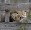 雨が降りそうだったので朝一で病院へその後お隣の衆楽園へ　～今日もプーチンさん（猫）の写真多めです～