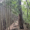 松の木尾根を歩いて金剛山へ