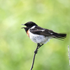 北海道に上陸してひっそりと鳥見（２０２１　０７０３）その６。