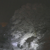 夜の雪化粧