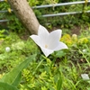 白花の『キキョウ（桔梗）』２年間の成長記録～地植え後の放置管理で冬越し＆２度目の開花！